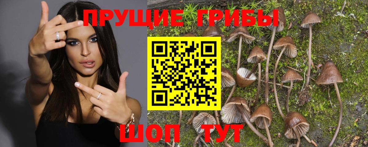 Галлюциногенные грибы MAGIC MUSHROOMS Черкесск